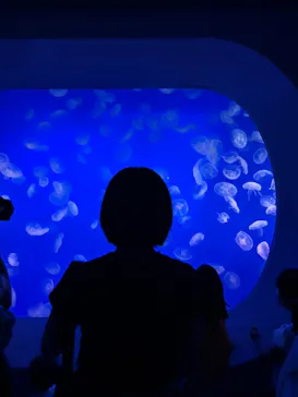 新江ノ島水族館に投稿された画像（2026/8/14）