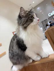 Cat Café MOFF コクーンシティさいたま新都心店に投稿された画像（2026/8/14）