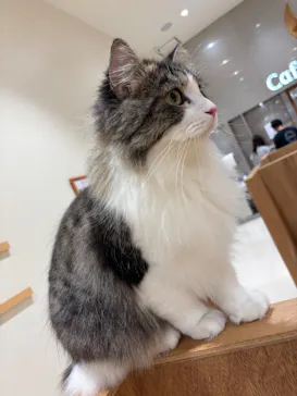 Cat Café MOFF コクーンシティさいたま新都心店に投稿された画像（2026/8/14）