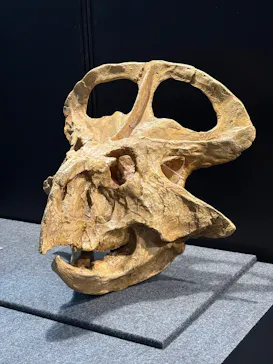 ヨコハマ恐竜展２０２６～恐竜の食卓大図鑑～に投稿された画像（2026/8/14）