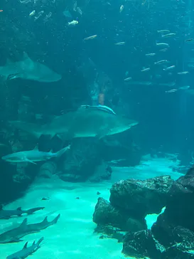 マリンワールド海の中道に投稿された画像（2026/8/14）