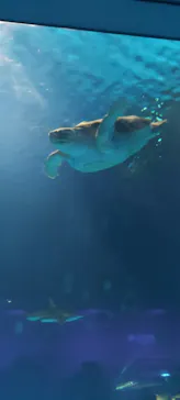 島根県立 しまね海洋館に投稿された画像（2026/8/14）