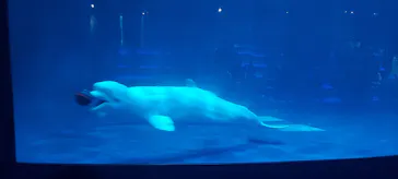 島根県立 しまね海洋館に投稿された画像（2026/8/14）