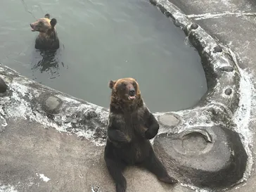 のぼりべつクマ牧場に投稿された画像（2026/8/14）