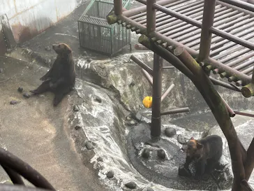 のぼりべつクマ牧場に投稿された画像（2026/8/14）