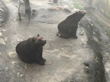 のぼりべつクマ牧場に投稿された画像（2026/8/14）