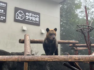 のぼりべつクマ牧場に投稿された画像（2026/8/14）