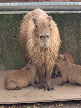 日立市かみね動物園に投稿された画像（2026/8/14）