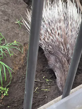 日立市かみね動物園に投稿された画像（2026/8/14）