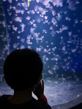 新江ノ島水族館に投稿された画像（2026/8/14）