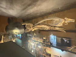 とぶ　空を旅する生きものたちの大冒険 (北九州市立自然史・歴史博物館（いのちのたび博物館))に投稿された画像（2026/8/14）