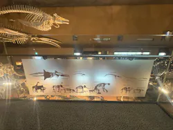 とぶ　空を旅する生きものたちの大冒険 (北九州市立自然史・歴史博物館（いのちのたび博物館))に投稿された画像（2026/8/14）