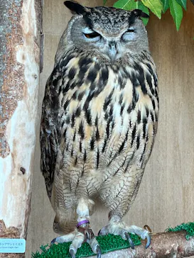 Moff animal cafe 小田原ダイナシティ店に投稿された画像（2026/8/14）