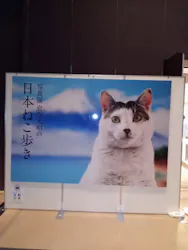 写真展　岩合光昭の「日本ねこ歩き」（愛知会場）に投稿された画像（2026/8/14）