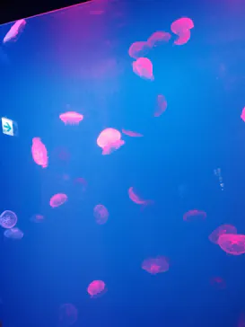 大分マリーンパレス水族館 「うみたまご」に投稿された画像（2026/8/14）