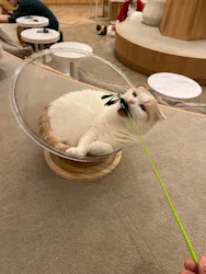 猫カフェモカ　イオンモール甲府昭和店に投稿された画像（2026/8/14）