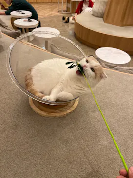 猫カフェモカ　イオンモール甲府昭和店に投稿された画像（2026/8/14）