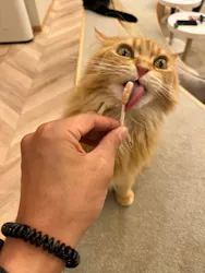 猫カフェモカ　イオンモール甲府昭和店に投稿された画像（2026/8/14）