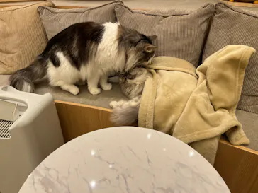 猫カフェモカ　イオンモール甲府昭和店に投稿された画像（2026/8/14）