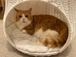 猫カフェモカ　イオンモール甲府昭和店に投稿された画像（2026/8/14）