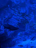 すみだ水族館に投稿された画像（2026/8/14）