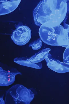沖縄美ら海水族館に投稿された画像（2026/8/14）