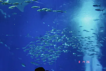 沖縄美ら海水族館に投稿された画像（2026/8/14）