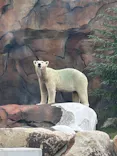 天王寺動物園に投稿された画像（2026/8/14）
