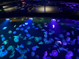 すみだ水族館に投稿された画像（2026/8/14）