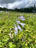 白馬五竜高山植物園に投稿された画像（2026/8/15）