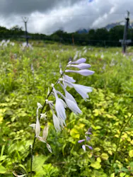白馬五竜高山植物園に投稿された画像（2026/8/14）