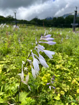 白馬五竜高山植物園に投稿された画像（2026/8/14）