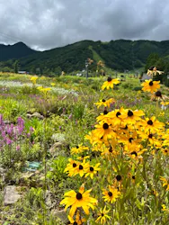 白馬五竜高山植物園に投稿された画像（2026/8/14）