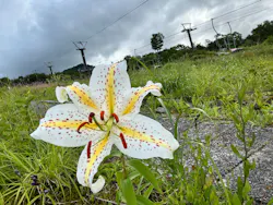 白馬五竜高山植物園に投稿された画像（2026/8/14）