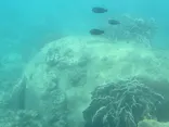 海陽町海洋自然博物館マリンジャムに投稿された画像（2026/8/15）