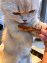 猫カフェモカ　渋谷センター街店に投稿された画像（2026/8/14）