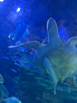しながわ水族館に投稿された画像（2026/8/14）
