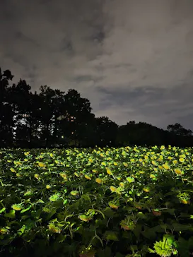 チームラボ ボタニカルガーデン 大阪に投稿された画像（2026/8/14）