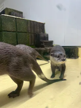 越前松島水族館に投稿された画像（2026/8/15）