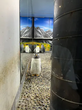 越前松島水族館に投稿された画像（2026/8/15）
