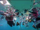 武藤潜水に投稿された画像（2026/8/15）