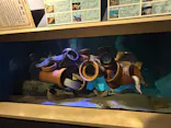 竹島水族館に投稿された画像（2026/8/15）