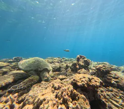 diving&workshop IHANASHI（ダイビングアンドワークショップイハナシ）に投稿された画像（2026/8/15）