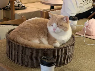 猫カフェモカ　池袋東口店に投稿された画像（2026/8/15）