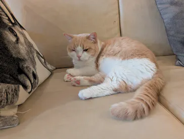 猫カフェモカ　池袋東口店に投稿された画像（2026/8/15）