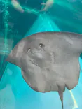 環境水族館アクアマリンふくしまに投稿された画像（2026/8/15）