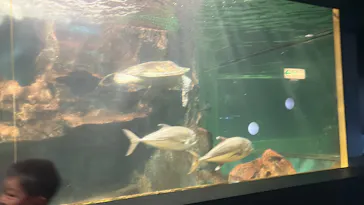 ゼロ距離水族館 伊勢シーパラダイスに投稿された画像（2026/8/15）