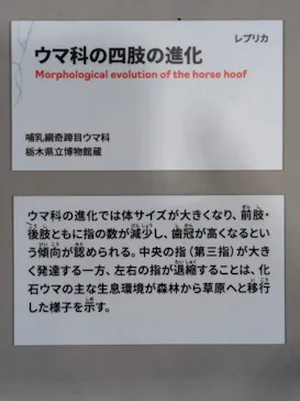 特別展　大絶滅展に投稿された画像（2026/8/15）