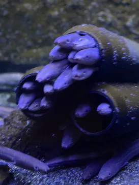 仙台うみの杜水族館に投稿された画像（2026/8/15）