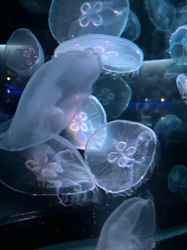 京都水族館に投稿された画像（2026/8/15）